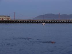 Swimmers in Aquatic Park, SF